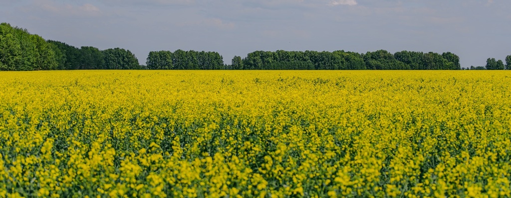 DSC_5215.jpg